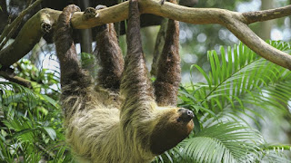 sloth