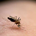 Τι να τρώτε για να μην σας τσιμπούν τα κουνούπια