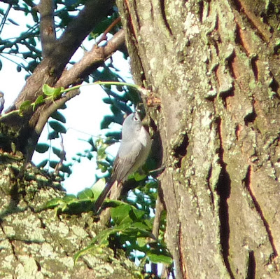 blue-gray gnatcatcher