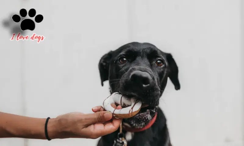 Bowls Full of Love Nourishing Your Furry Friend with the Best Dog Food