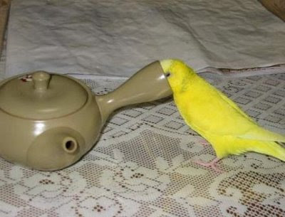 funny bird. Funny Birds Budgie Wants a