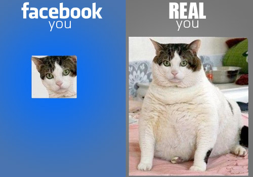 funny profile pictures. Funny Facebook cat Picture