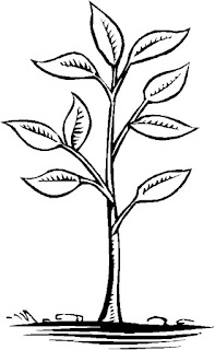 All Tree Photos