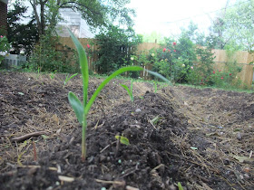 corn seedling, sprouting, michigan garden