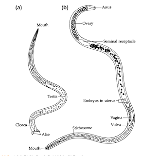 Trichinella Spiralis : Morfologi, Siklus Hidup,  Epidemiologi, Gejala infeksi, Diagnosis dan Pencegahan