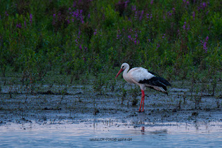 Wildlifefotografie Lippeaue Weißstorch