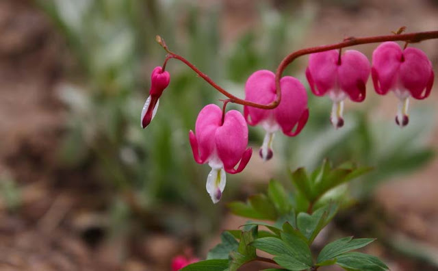 Bleeding Heart Flowers Pictures