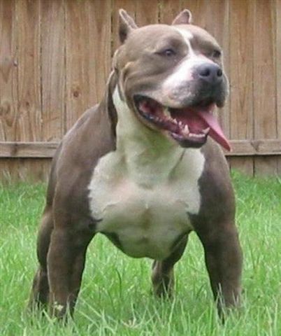 Dogbreedinformation: Pitbull the dog fighter