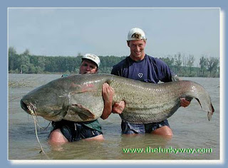The Giant Cat Fish photos pics gallery