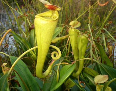 Nepenthes Madagascariensis