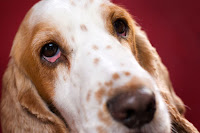 Dog Eye Diseases2