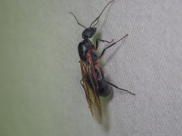 Camponotus cruentatus