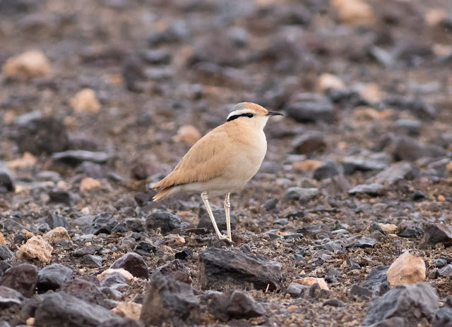 Cream-coloured Courser- Reserva de El Jarde, Fuerteventura