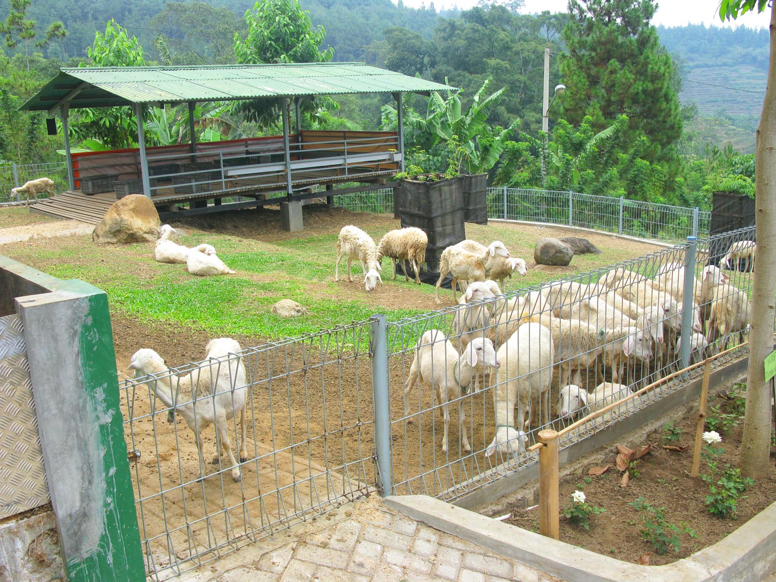 Arsip Pasar Domba dan Kambing  Online Indonesia Contoh Area Peternakan  