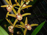 Greeting 2013 with a bouquet of orchids! . A garden's chronicle