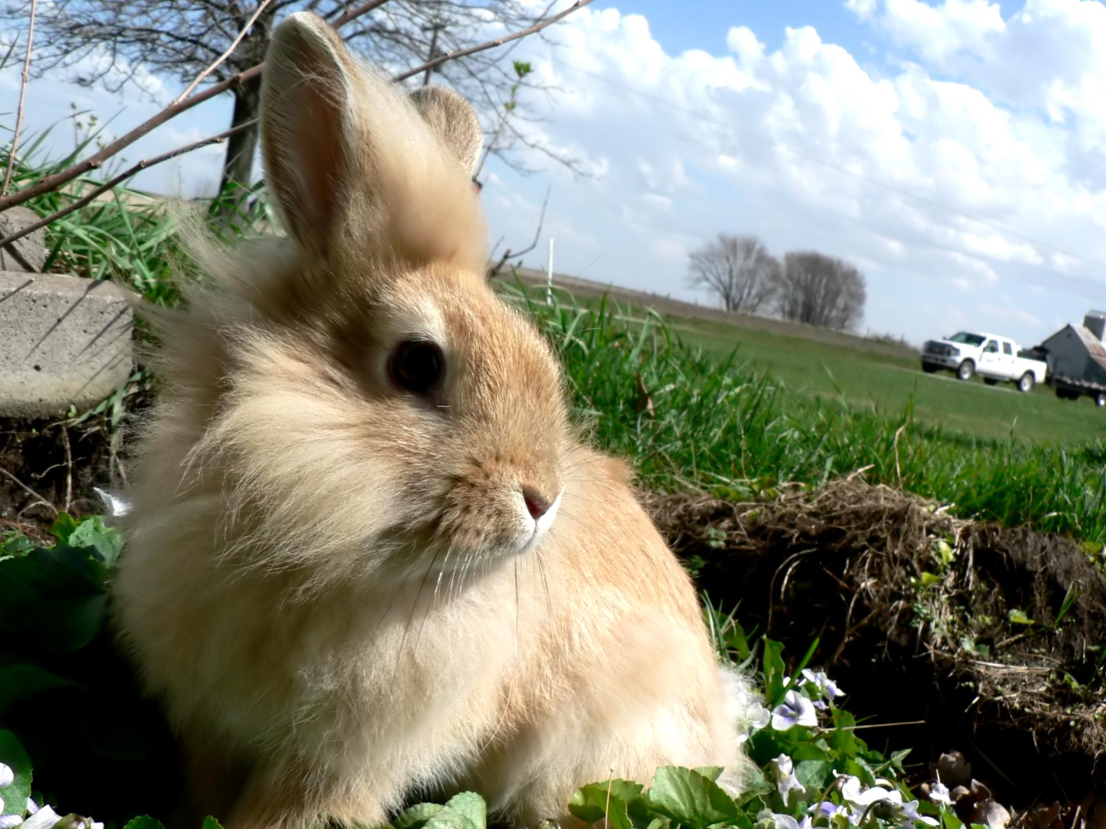 Rabbit Cream-Colored Wallpaper