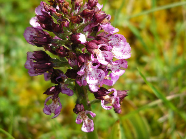 Monkey/Lady Orchid hybrid Orchis x angusticruris, Eperon de Murat, Indre et Loire, France. Photo by Loire Valley Time Travel.