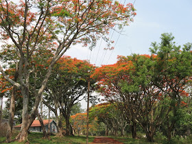 Gulmohar Trees near Tamil Nadu border area