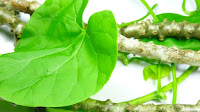 Giloy Herb benefits for Viral Fever