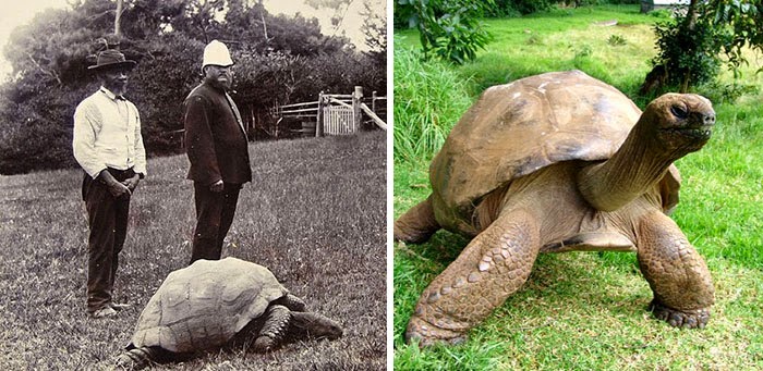 Jonathan The Tortoise Photographed In 1902 And Today - 1902 vs Today
