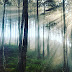 Bukit Pinus Pentulu Indah