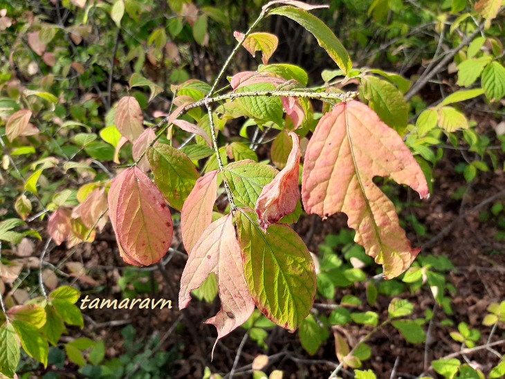 Бересклет малоцветковый (Euonymus pauciflorus)