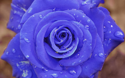 Blue-Rose-Wallpaper-background