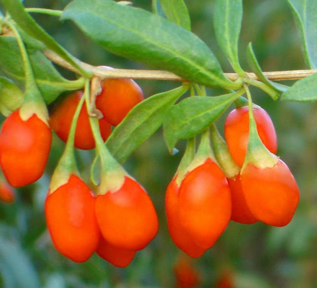 Wallpapers Buah Goji Berry HD