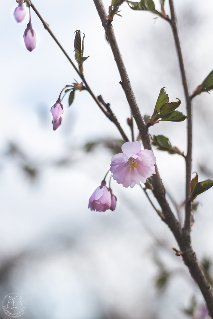 Oravankesäpesä siirtolapuutarha puutarha koristekirsikka Prunus Sargentii-Ryhmä 'Accolade' 'Kevätsuudelma' sakura