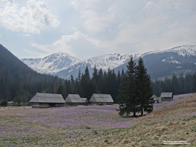 Krokusy, Polana Chochołowska