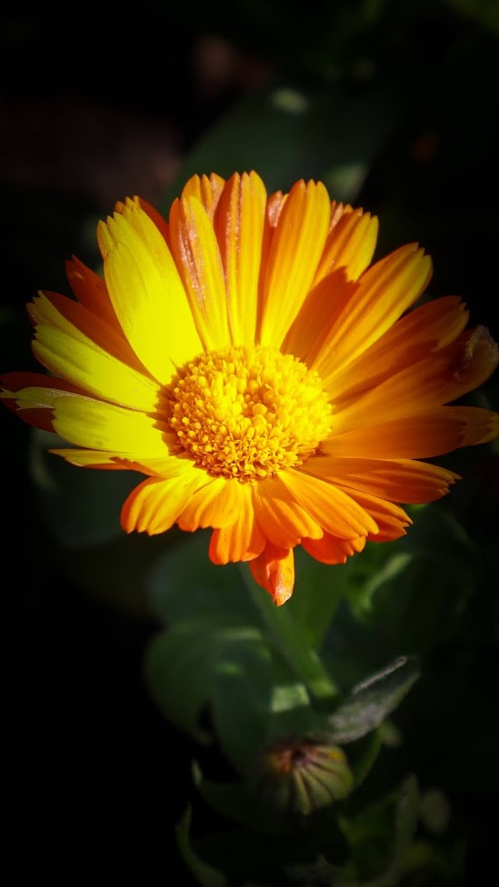 calendula