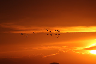 Little Egrets