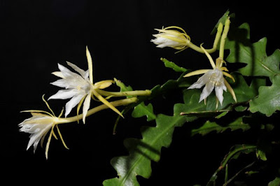 Epiphyllum anguliger care and culture