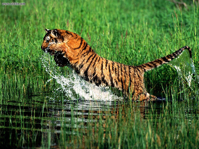 Beautiful,cute,dangerous yellow ,black tiger,tiger jumping  very dangerous style ,wallpapers,pictures,images  