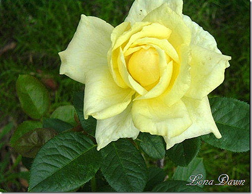 Irish_Gold_Rose