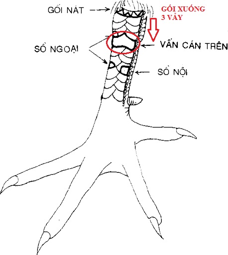 Vảy Vấn Cán Trên