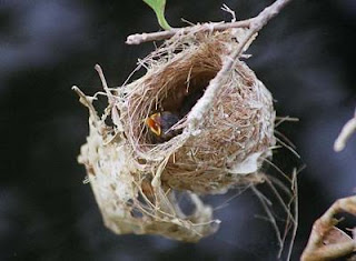 Birds Nests photos, pictures, Wallpapers, Images