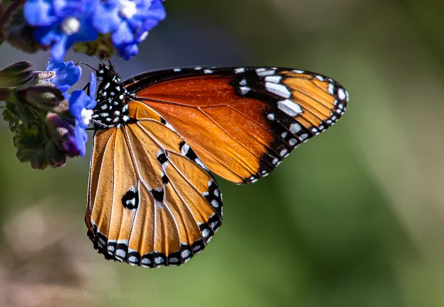 African Monarch Butterfly at Kirstenbosch National Botanical Garden