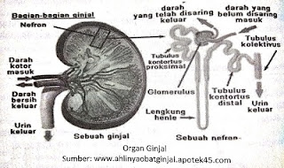 Sistem Ekskresi