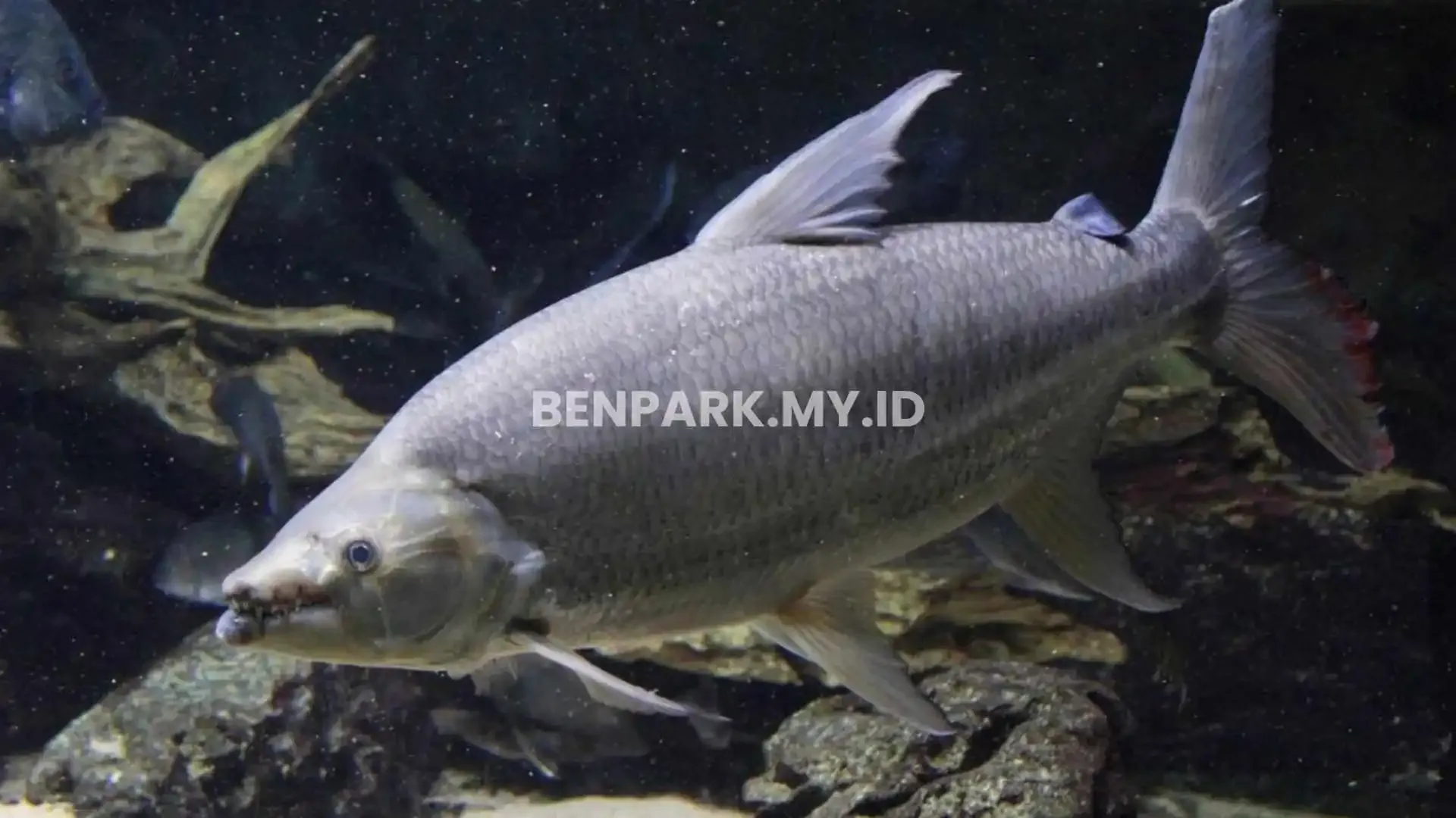 Goliath Tigerfish