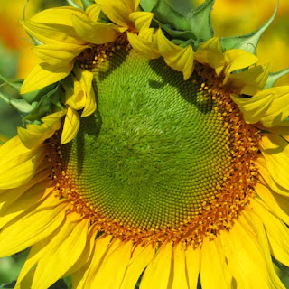 Helianthus annuus