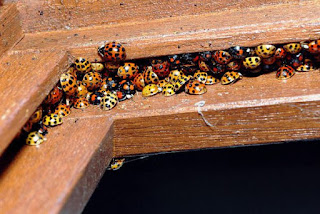 Asian Lady Beetles crammed into a crevice of a house.