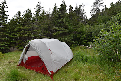 White and red tent on green grass in conifer forest