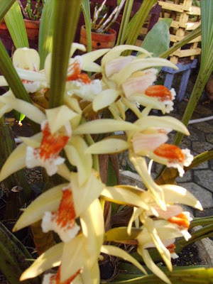 ORCHIDS OF BORNEO - INDONESIA: TAMAN BUNGA TROPIS