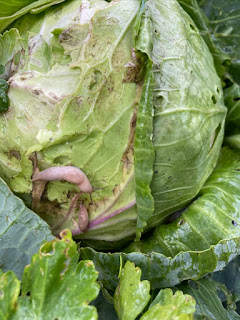 Slugs on Cabbage