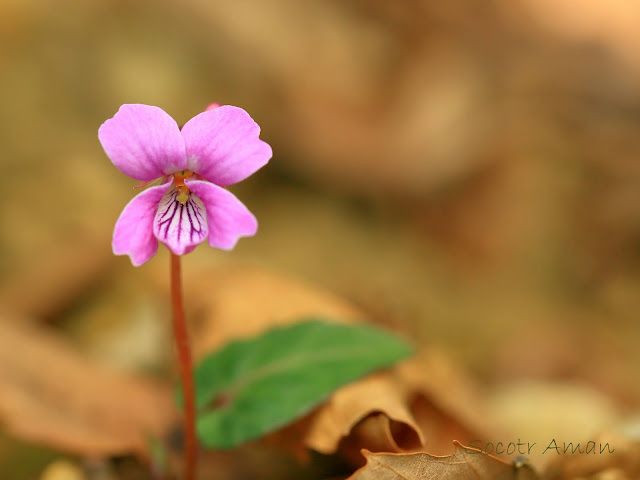 Viola violacea