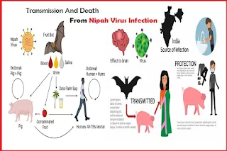 nipah virus