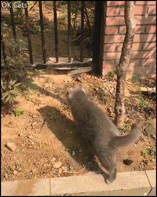 Funny Cat GIF • Clumsy cat stuck between vertical iron bar gate. I can do it, I must fit [ok-cats.com]