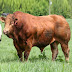 SAPI LIMOUSIN DENGAN BERAT 1.101 - 1.200 KG