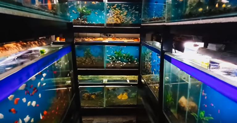 Tempat Jual Ikan Hias di Jakarta  Paling Rekomended Buat 